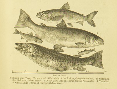 Fishing in American Waters, Genio C. Scott, 1869, 429, Salmon and Trout Family